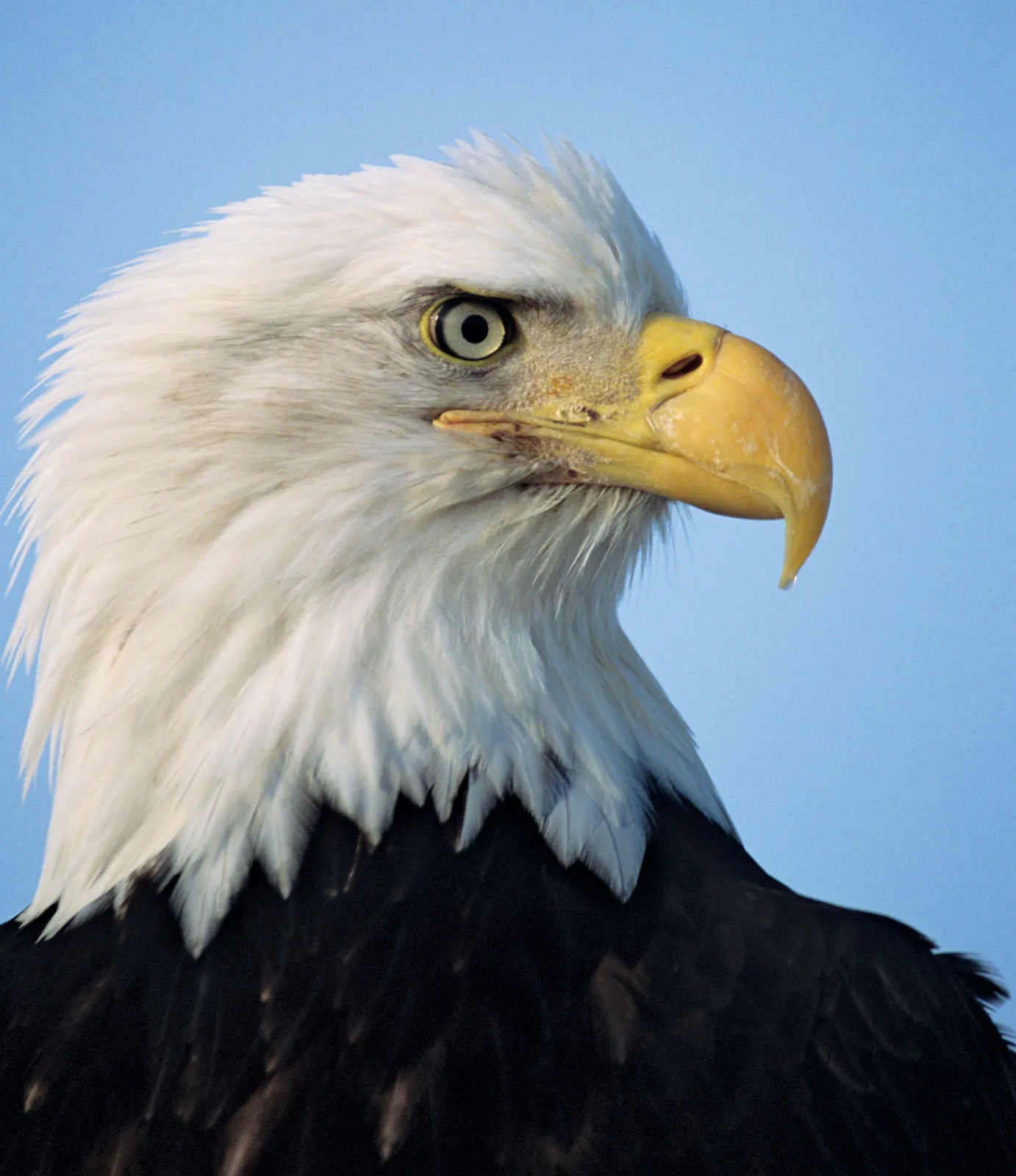 Bald eagle representing American strength freedom vigilance and national resolve